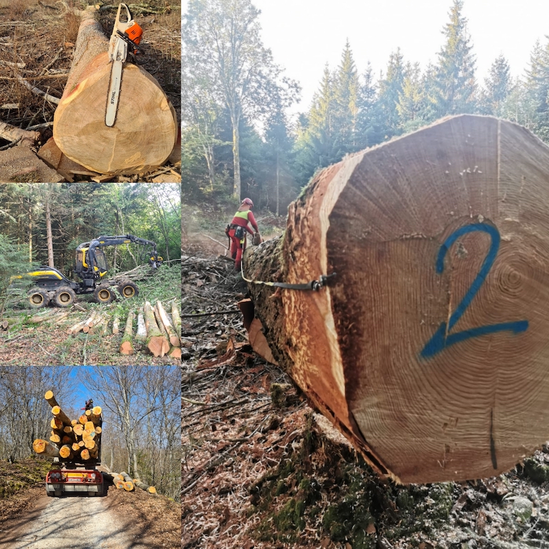 Exploitation forestière Isère Bûcheronnage mécanisé Marquage de parcelle forestière