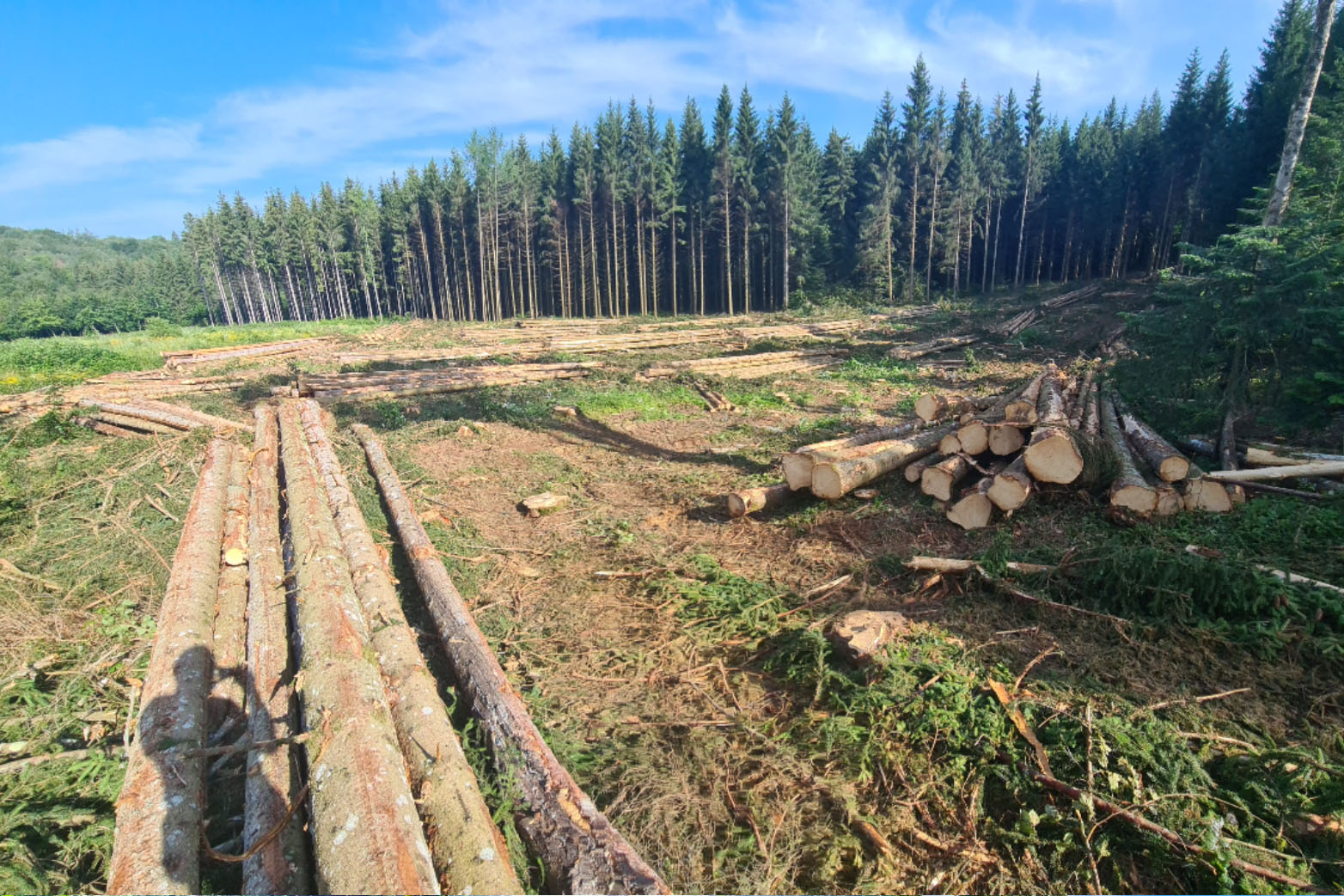 Défrichage terrain avant construction